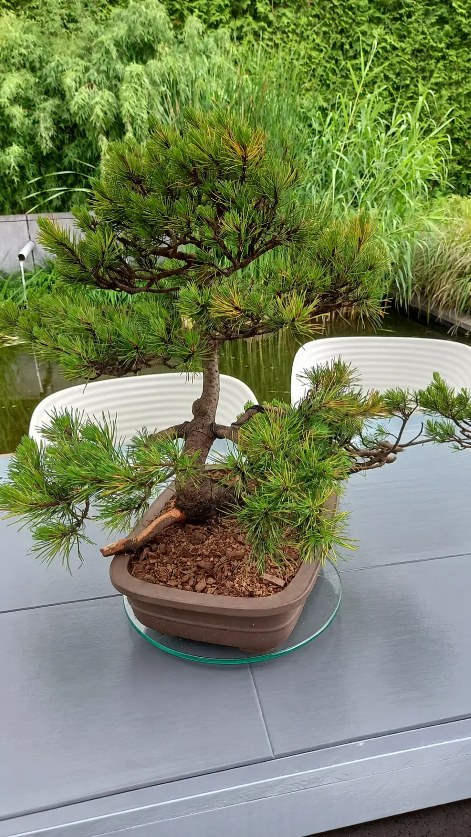 Vormsnoei & bonsai door Hortus-Tibi