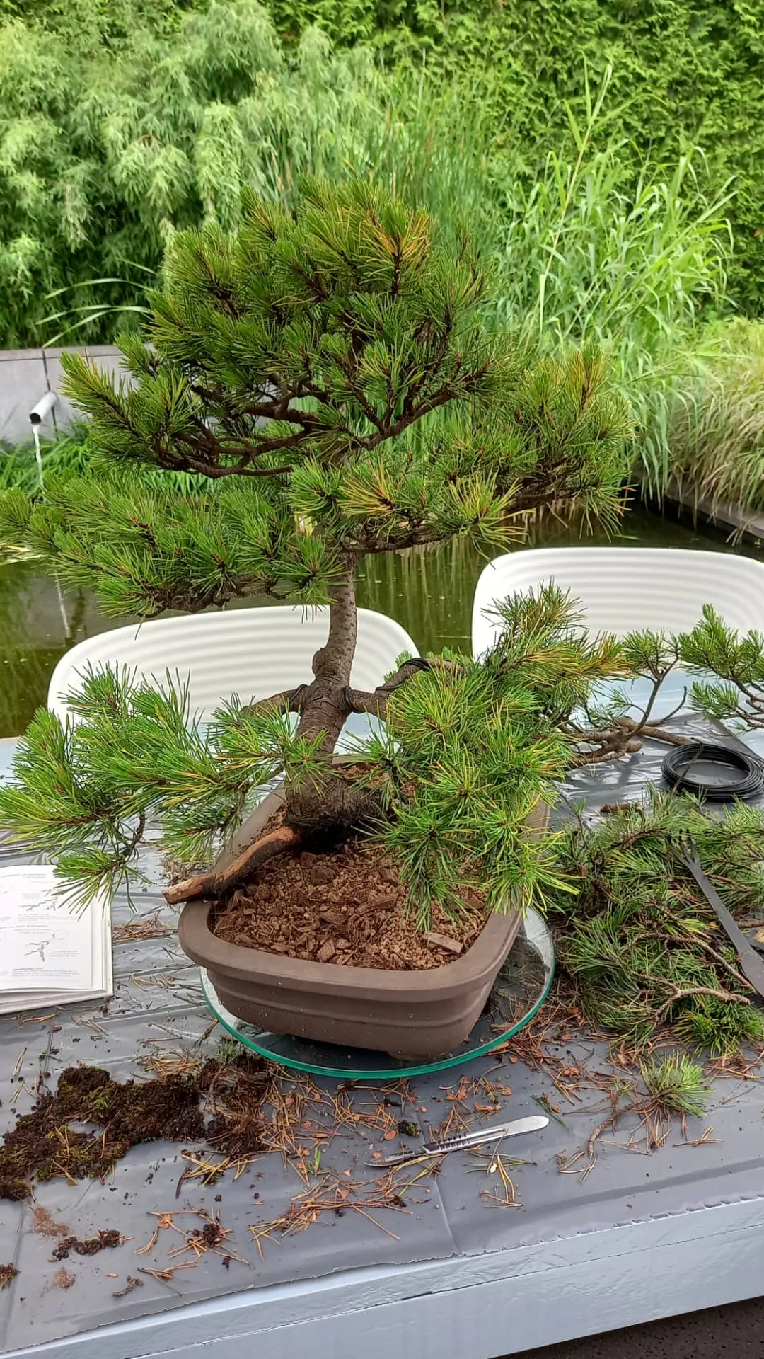 Dennenbonsai in een pot tijdens het snoeien en vormen op een werktafel